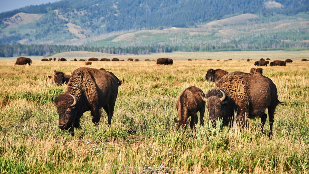 Top Wildlife Hiking Trails in Yellowstone National Park Top Wildlife Hiking Trails In Yellowstone National Park
