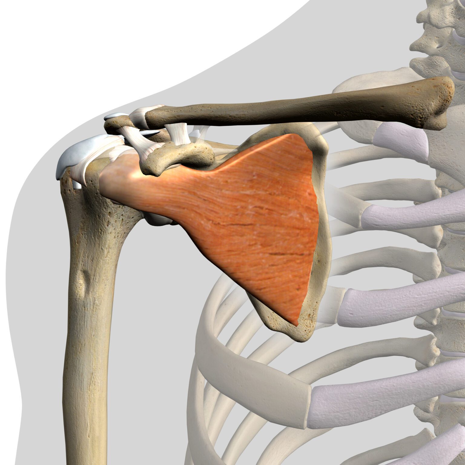 Endurance athlete's journey: resilient recovery after subscapularis tendon repair
